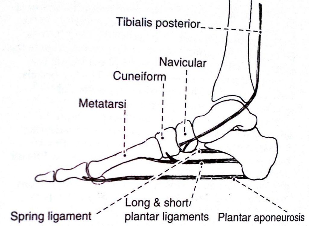 ligamento_de_spring