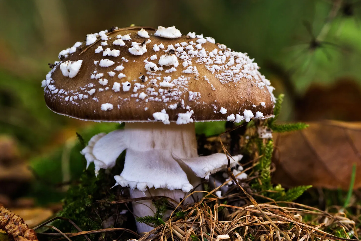 Consejos para disfrutar del otoño en los bosques. De la cabeza a los pies