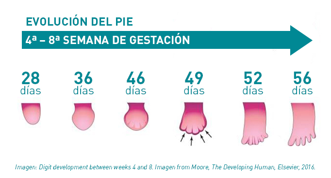 Evolución pie embarazo