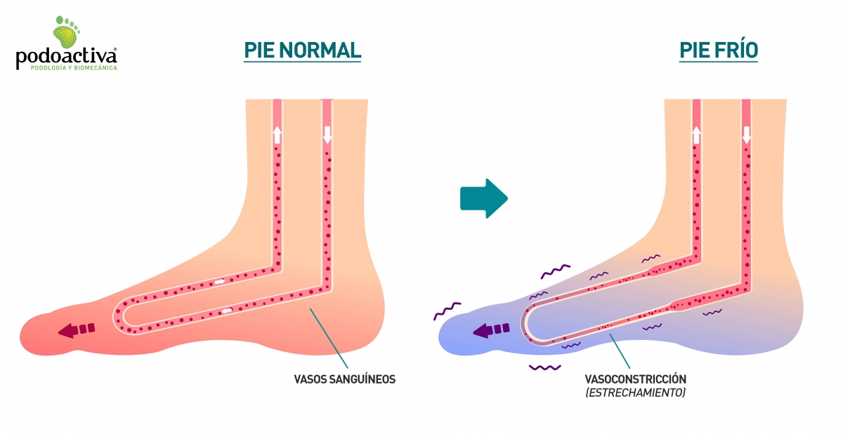 infografía sobre la circulación sanguínea de los pies