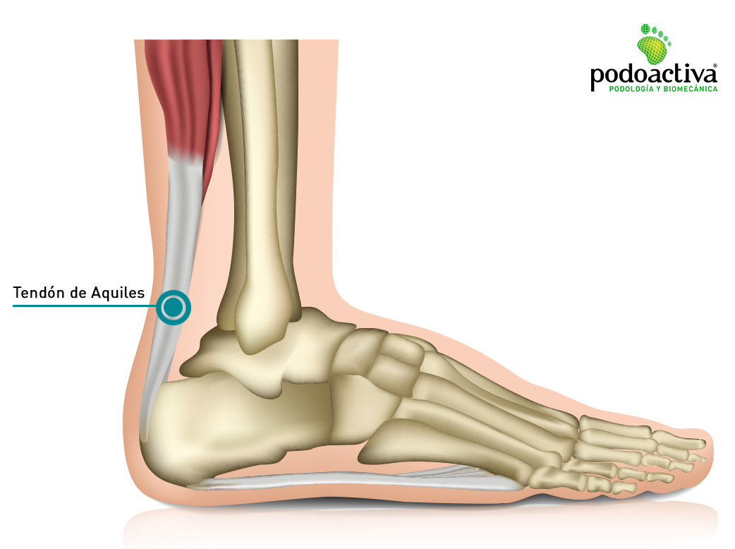 Tendón de aquiles anatomía